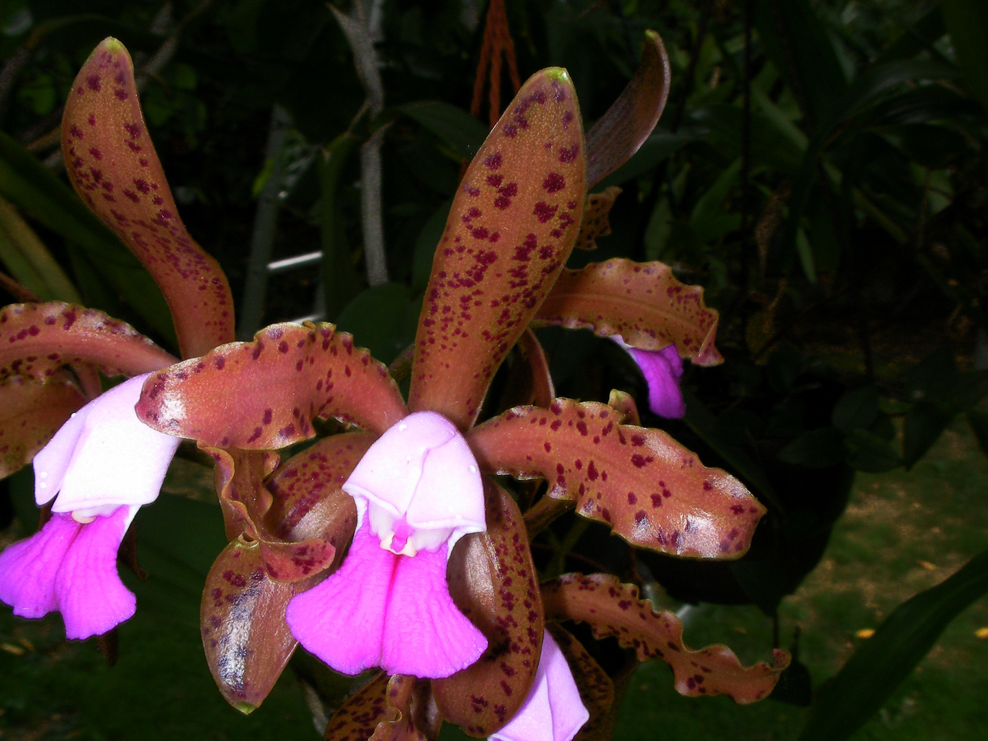 Cattleya leopoldii II