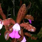 Cattleya leopoldii II