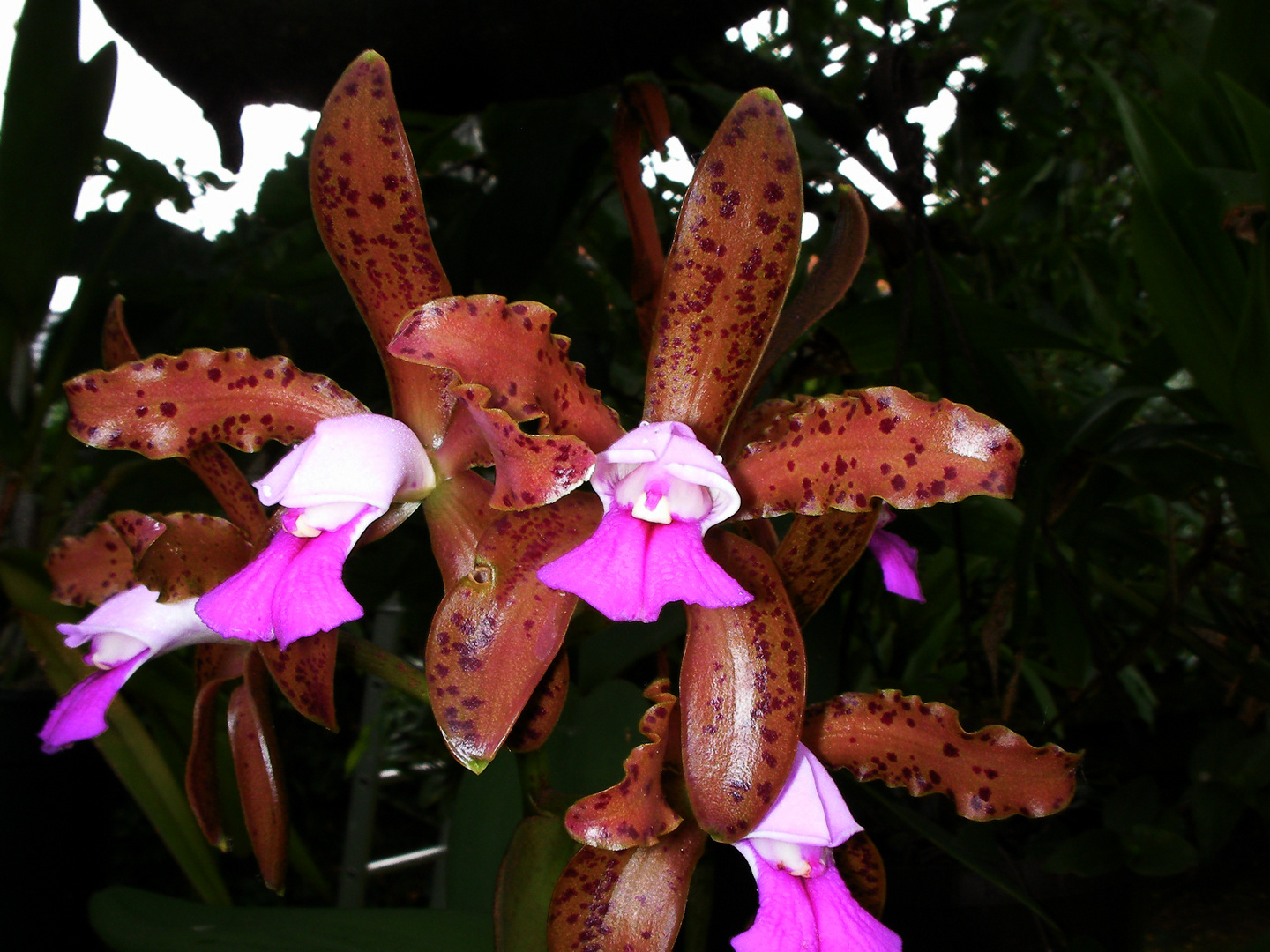 Cattleya leopoldii III