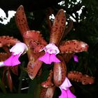 Cattleya leopoldii III