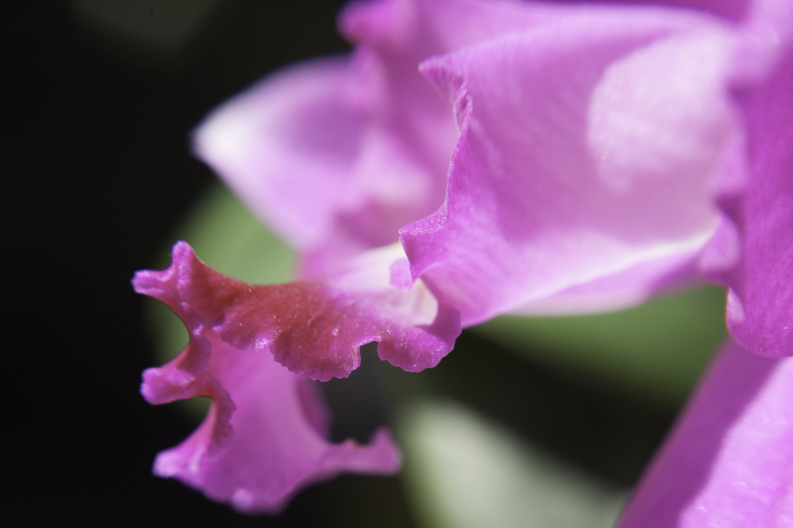 Cattleya Makro