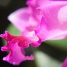 Cattleya Makro