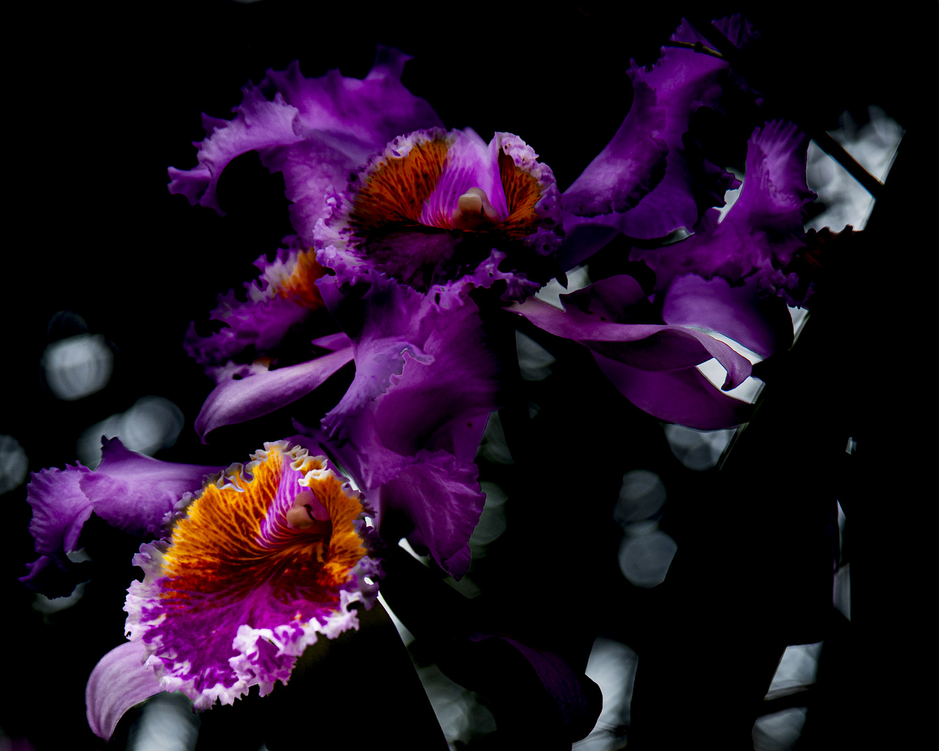 cattleya Mndeli Dombrain