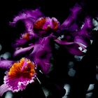 cattleya Mndeli Dombrain