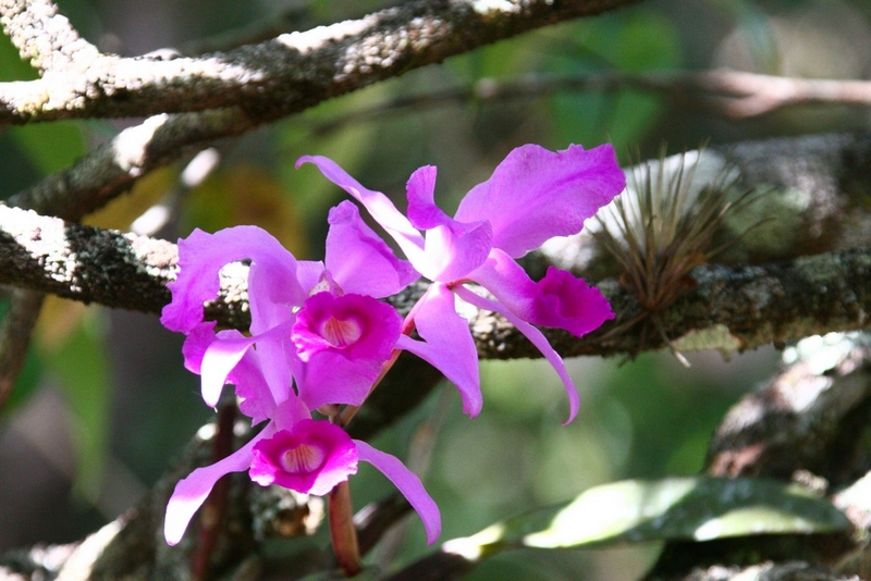 Cattleya mossiae