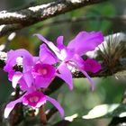 Cattleya mossiae