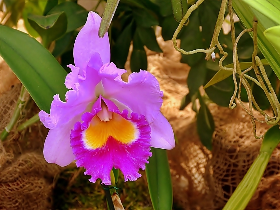 Cattleya-Orchidee,