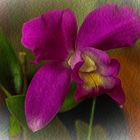 Cattleya Orchidee