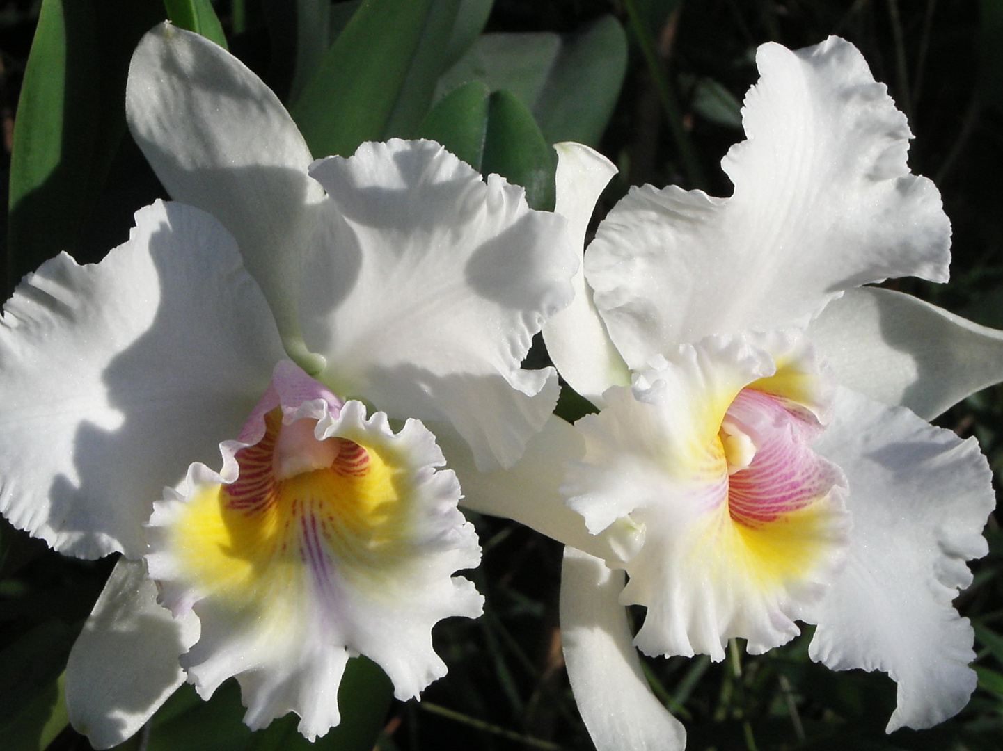  Cattleya  Orchidee  Foto Bild pflanzen pilze flechten 