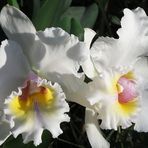 Cattleya Orchidee