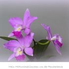 Cattleya- Orchidee
