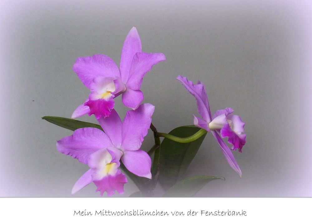 Cattleya- Orchidee