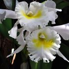 *Cattleya* Ruth Gee