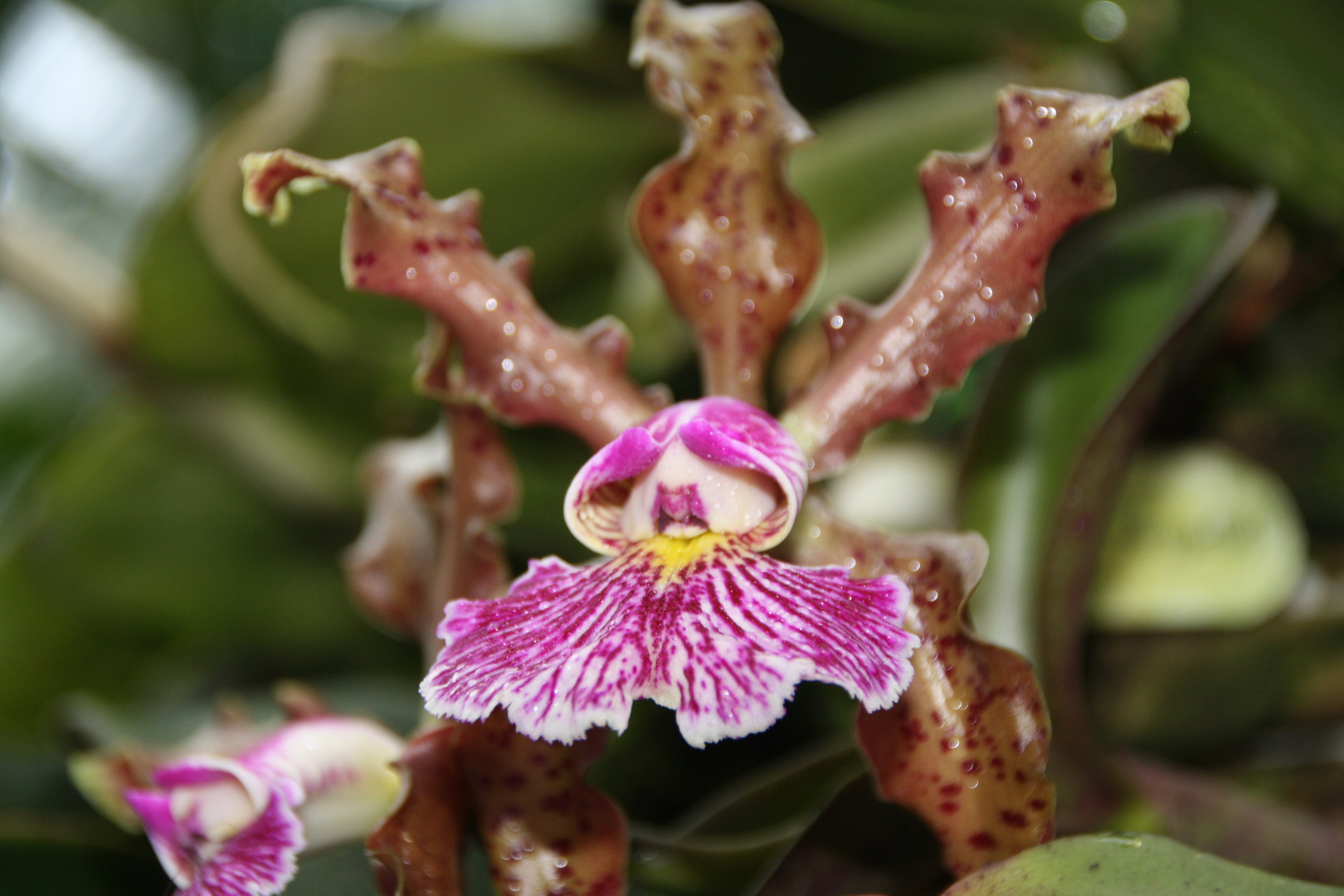 Cattleya schilleriana