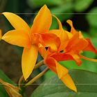 Cattleya V