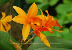 Cattleya V