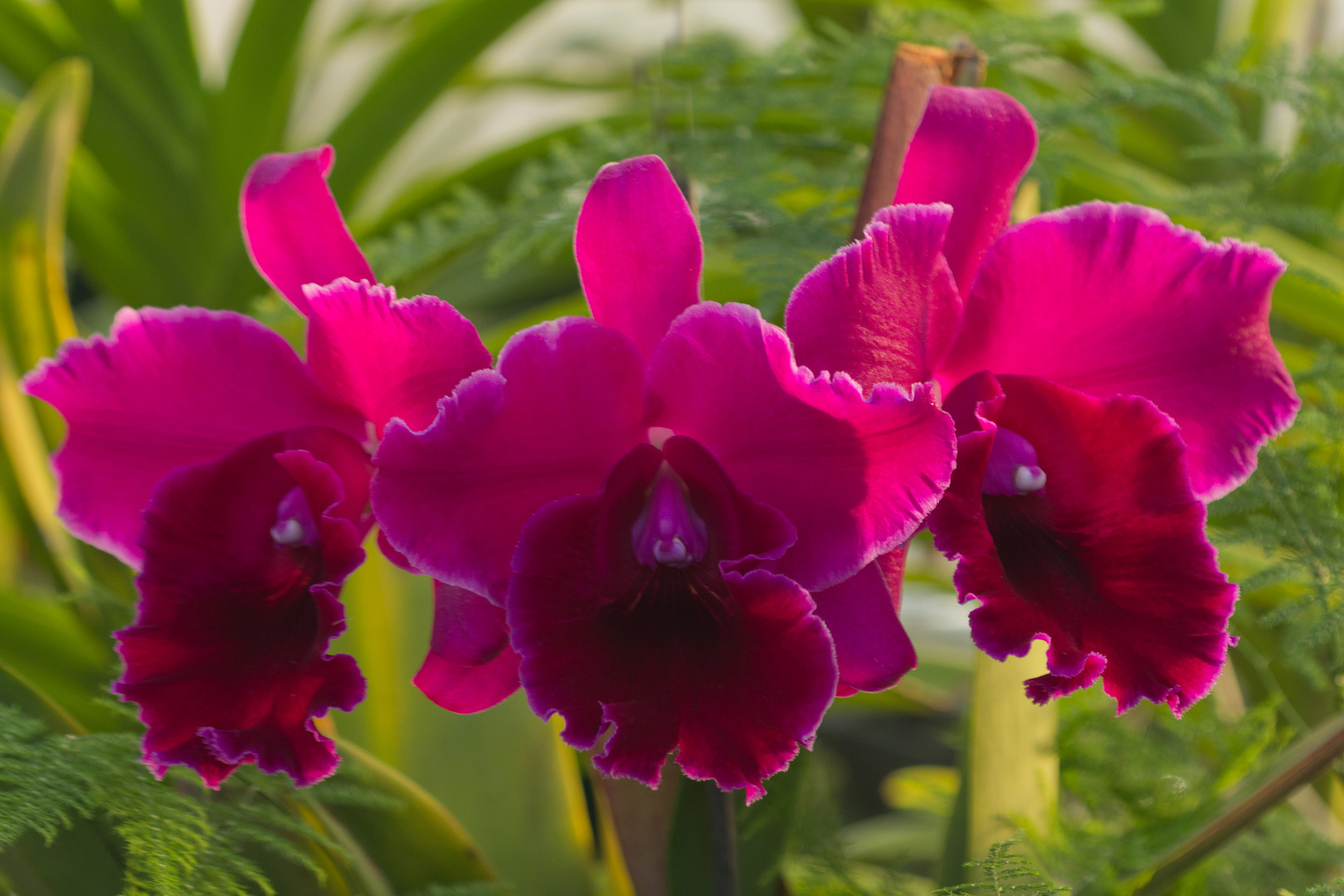 Cattleya1