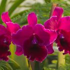 Cattleya1