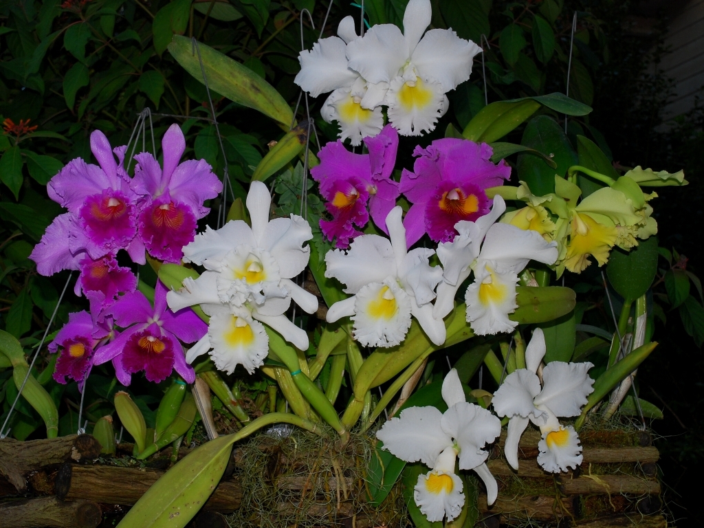 Cattleyas varias (Orquídeas)