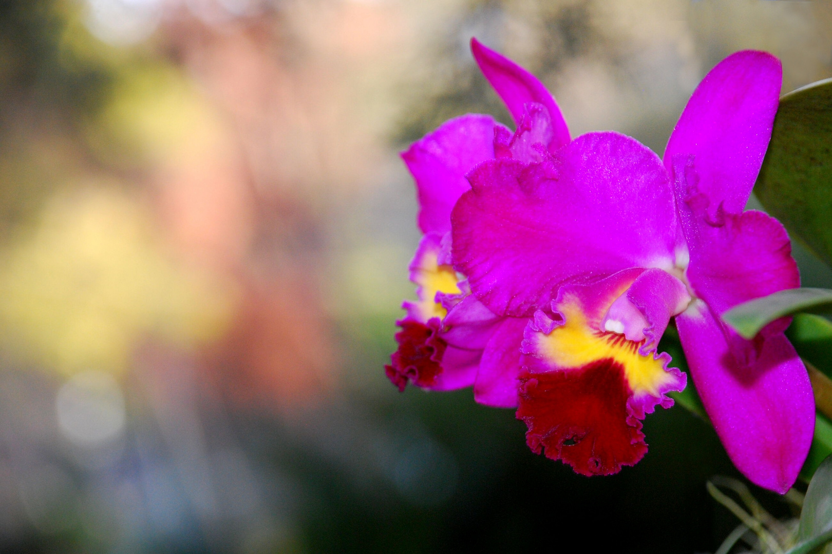 Cattlianthe Best Friend 'CLEOPATRA' BM/JOGA (Orquídea)