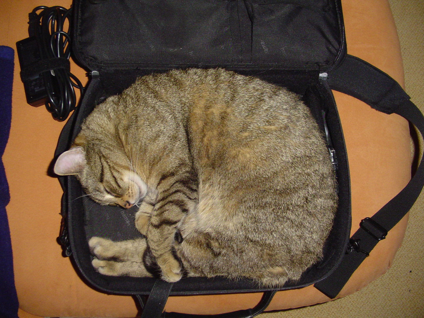 Cattop-Tasche...