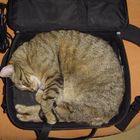 Cattop-Tasche...