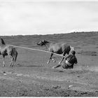 CATTURA DEL CAVALLO