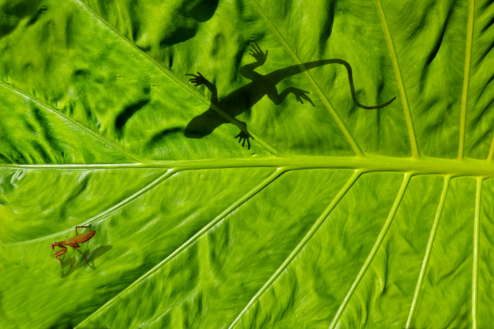 Cattura impossibile (Impossible Catch)