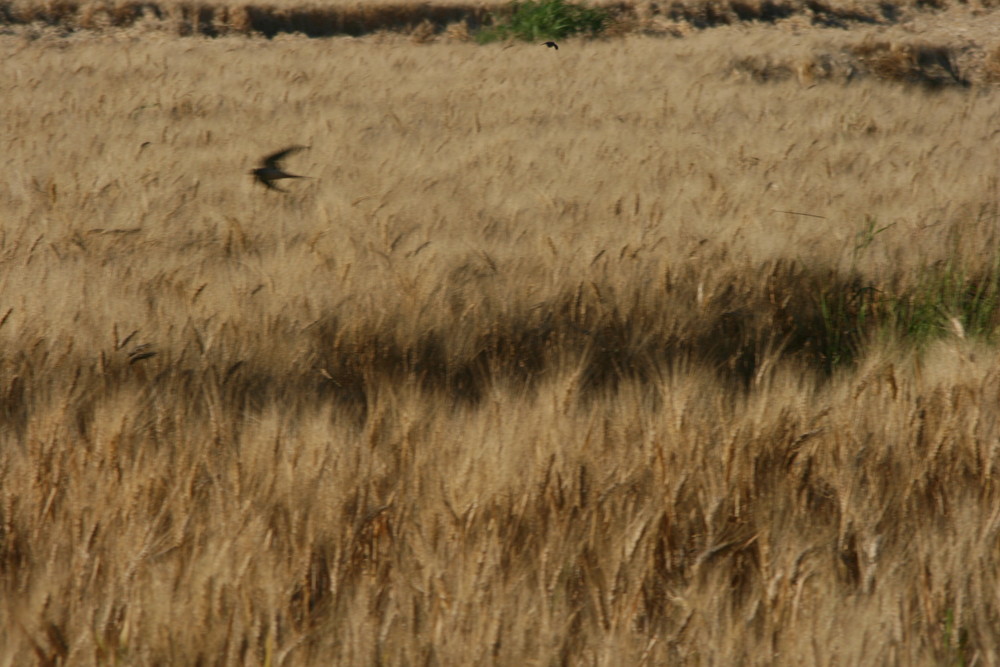 Catturati dall'oro