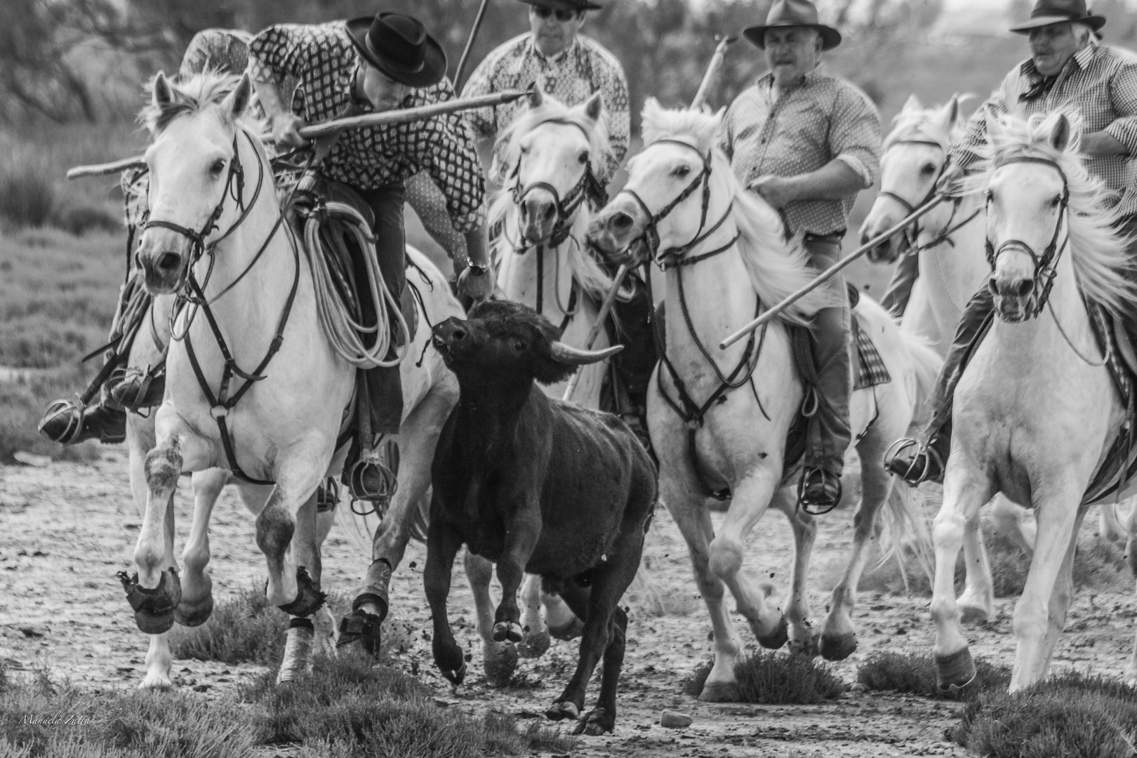 ..catturato... abrivado ..camargue