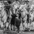 ..catturato... abrivado ..camargue