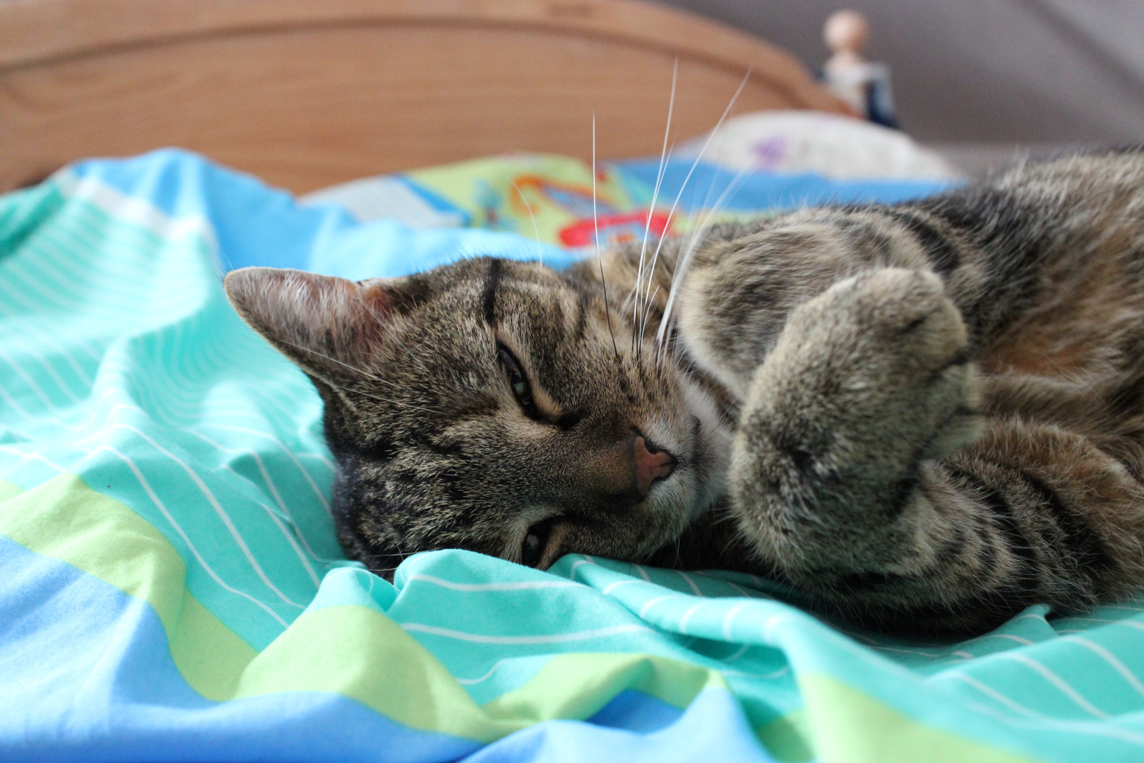Catty entspannt im Bett II