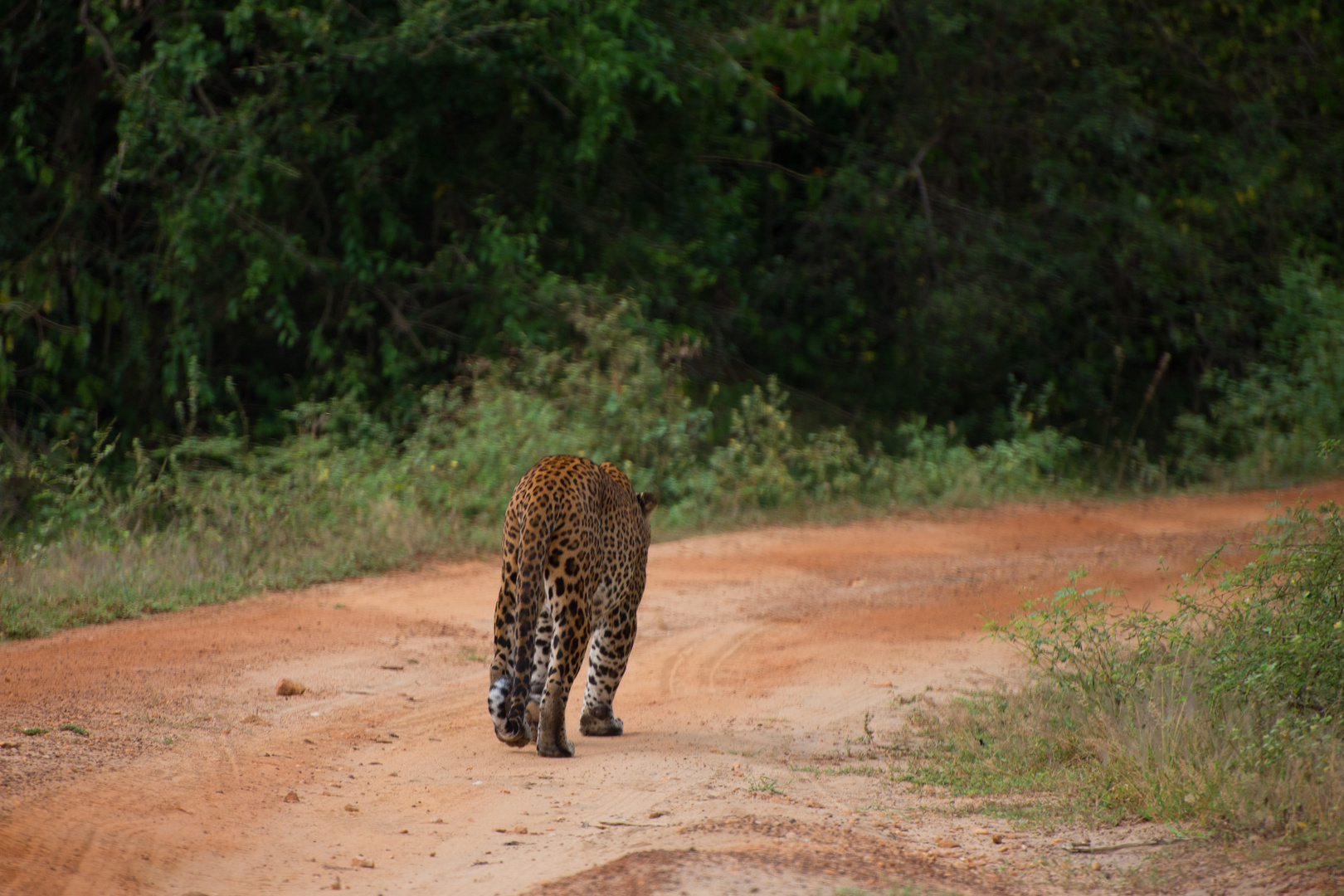 catwalk