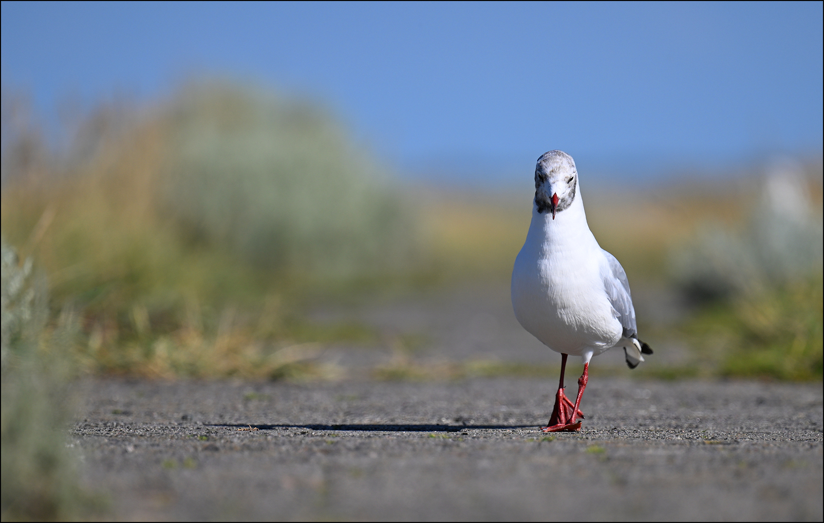 catwalk