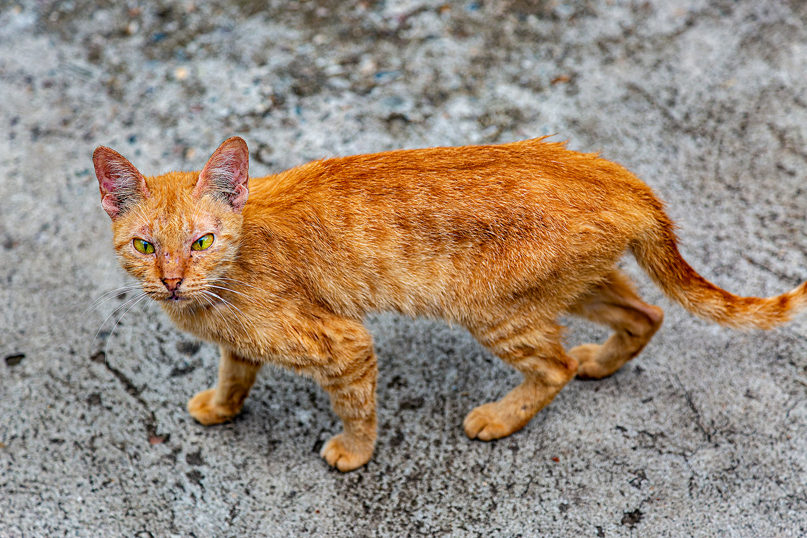 Catwalk