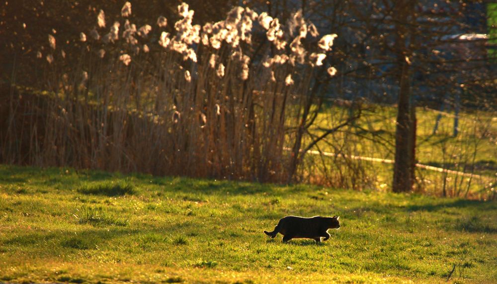 Catwalk...