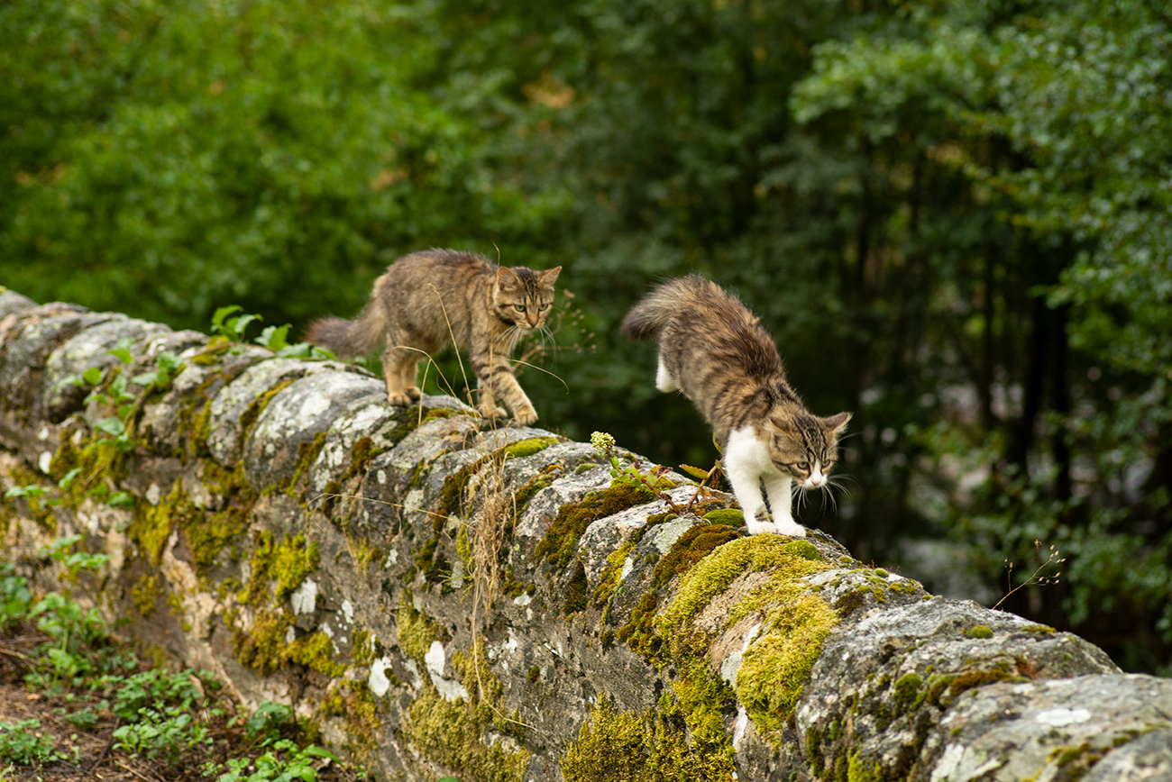 Catwalk