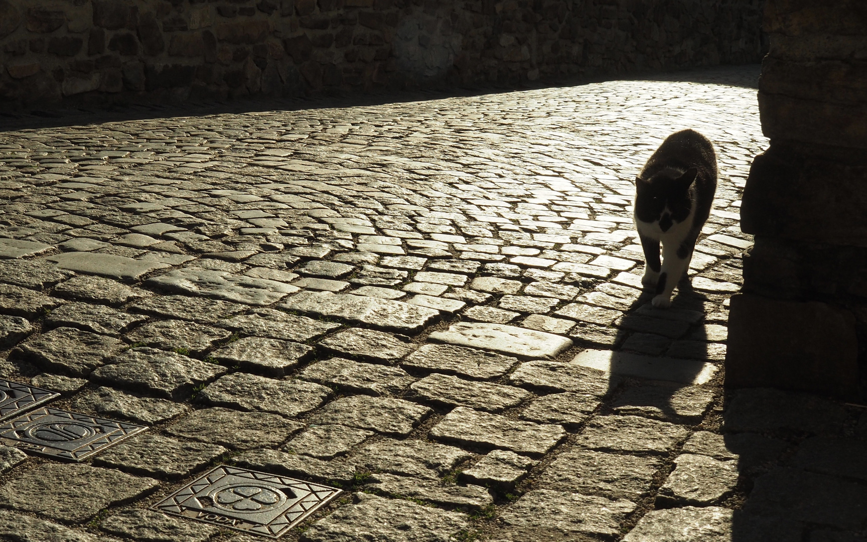 Cat_Walk