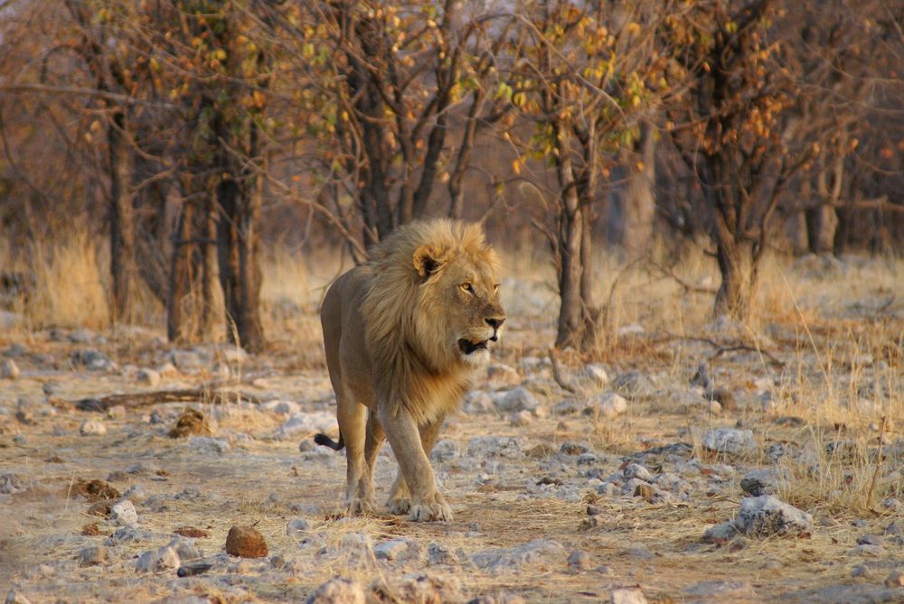 Catwalk von Stefan Knöring