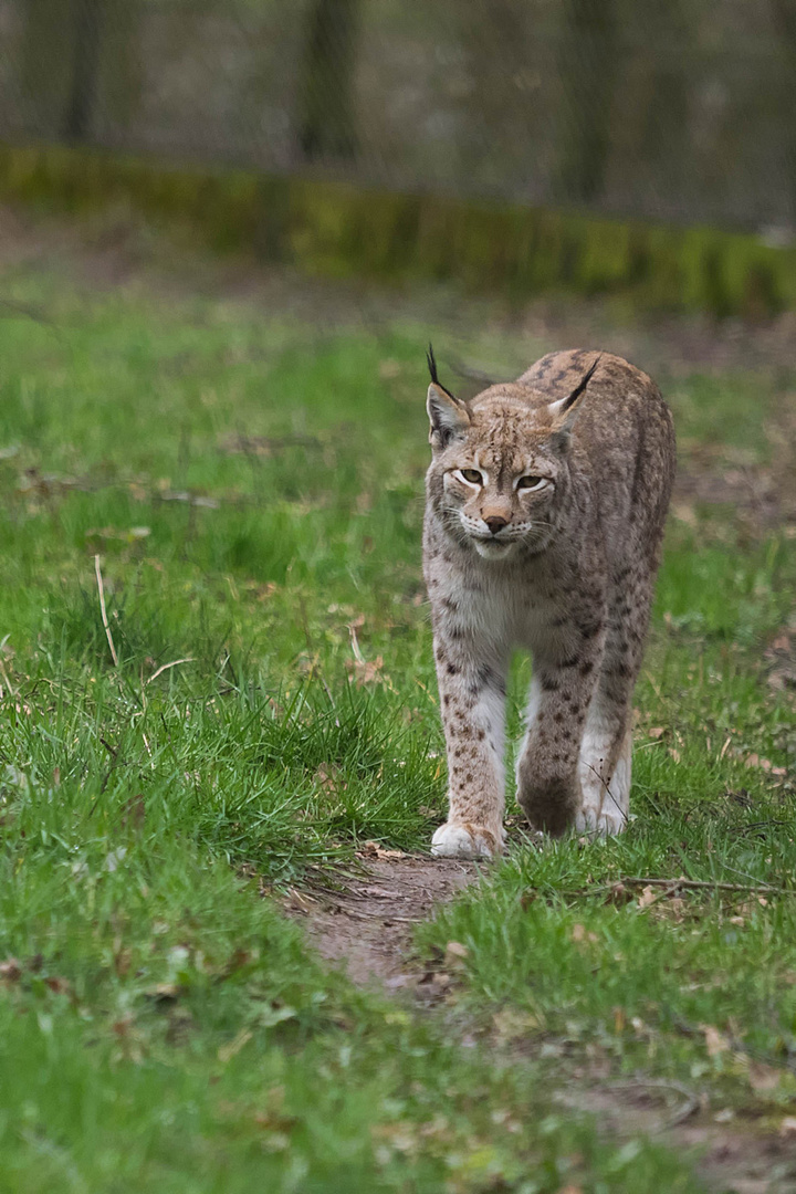 Catwalk