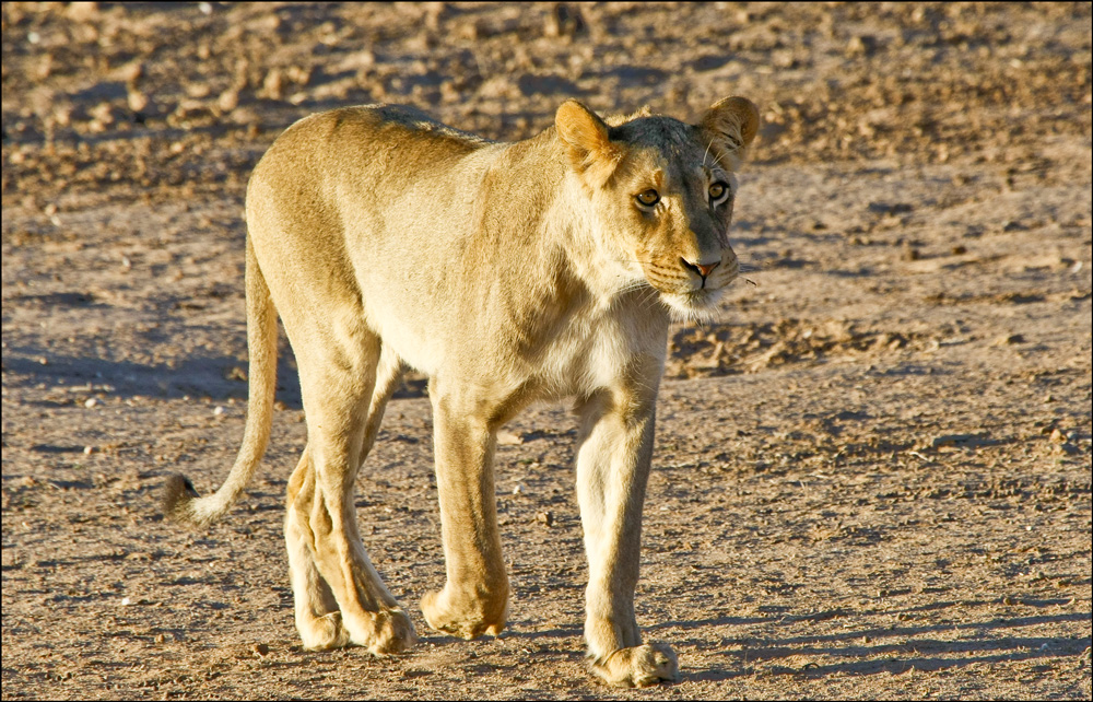 Catwalk