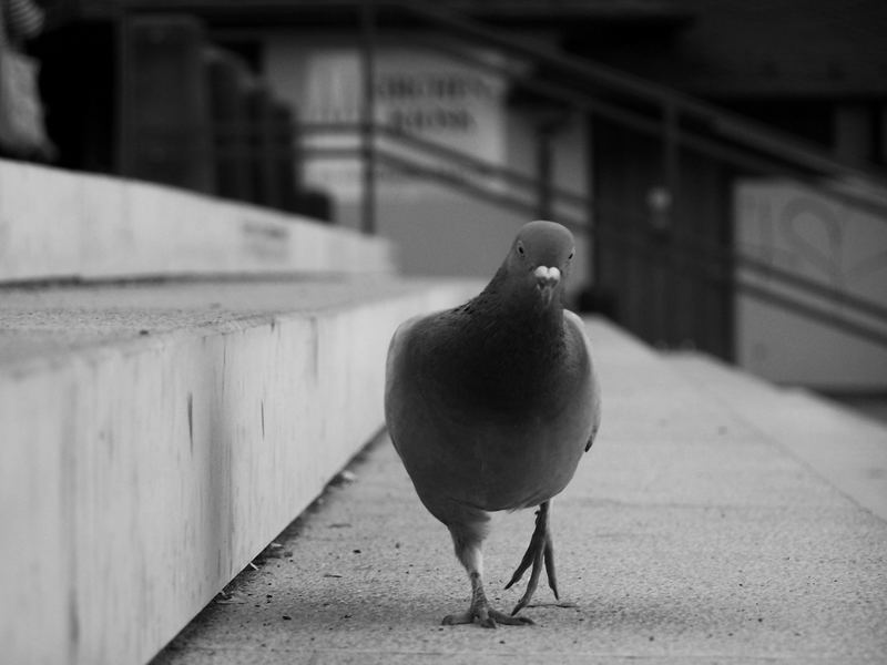 Catwalk