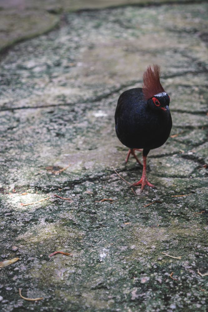 Catwalk äh... Birdwalk