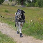 "Catwalk" :-) Aus der Serie: Der gestiefelte Kater im Wolfspelz. :-)