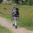 "Catwalk" :-) Aus der Serie: Der gestiefelte Kater im Wolfspelz. :-)