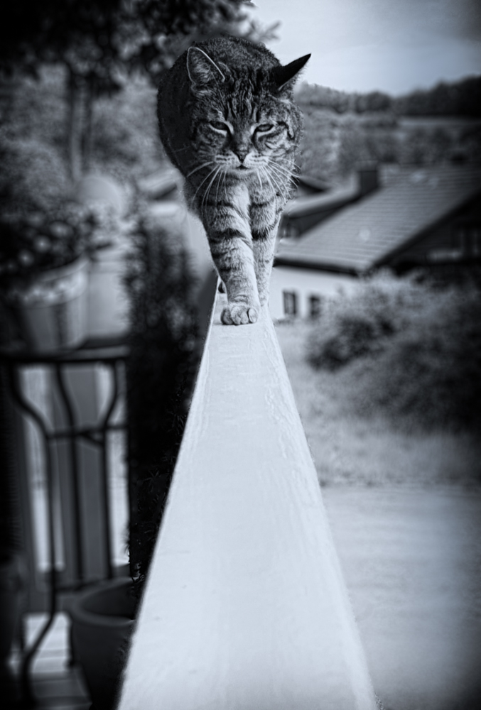 Catwalk