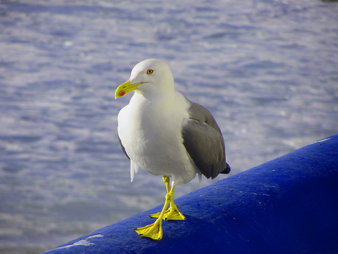 catwalk möwe