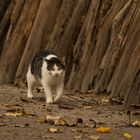 "CatWalk" -> wenn Blicke töten könnten