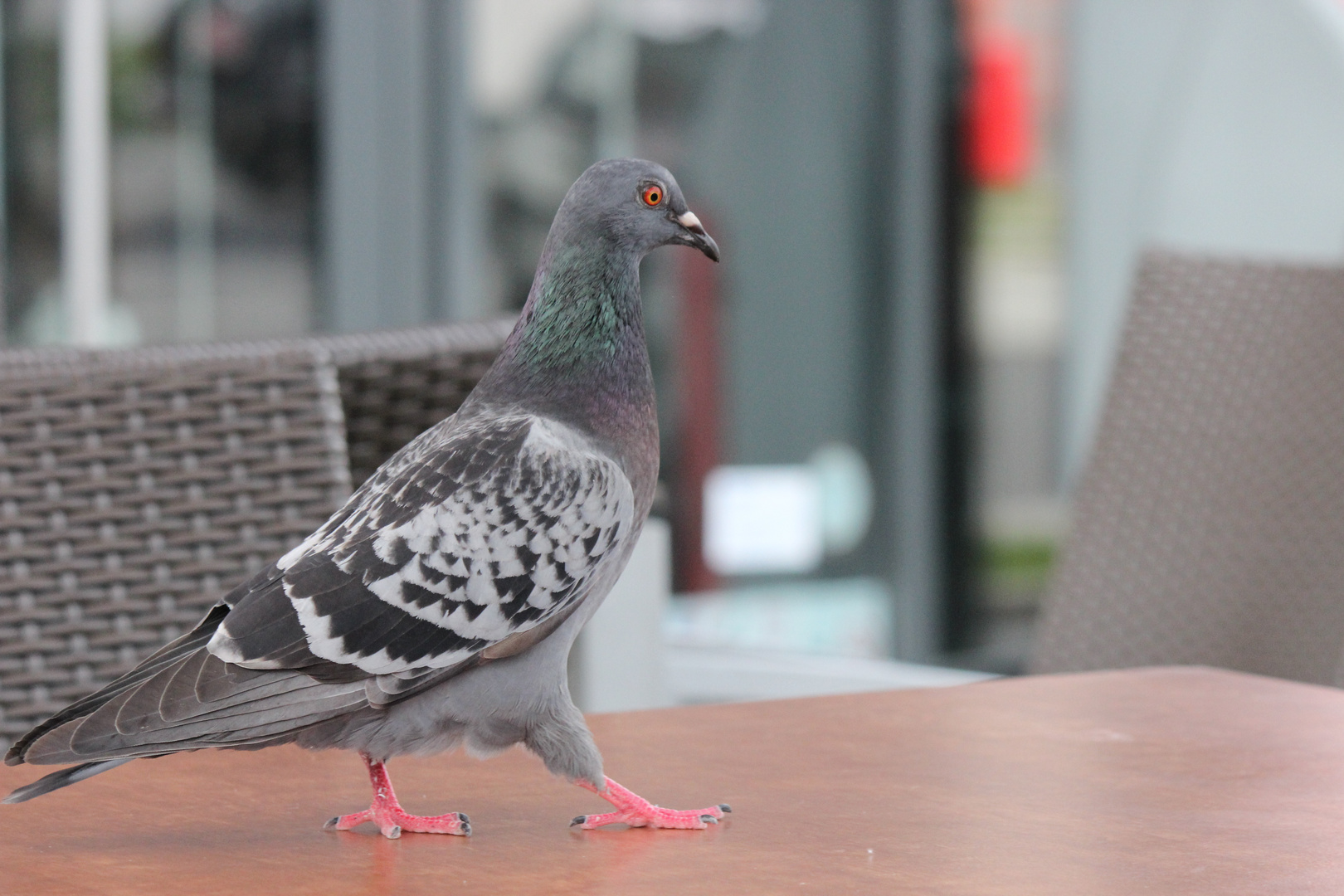 Catwalk....oder besser gesagt Birdwalk