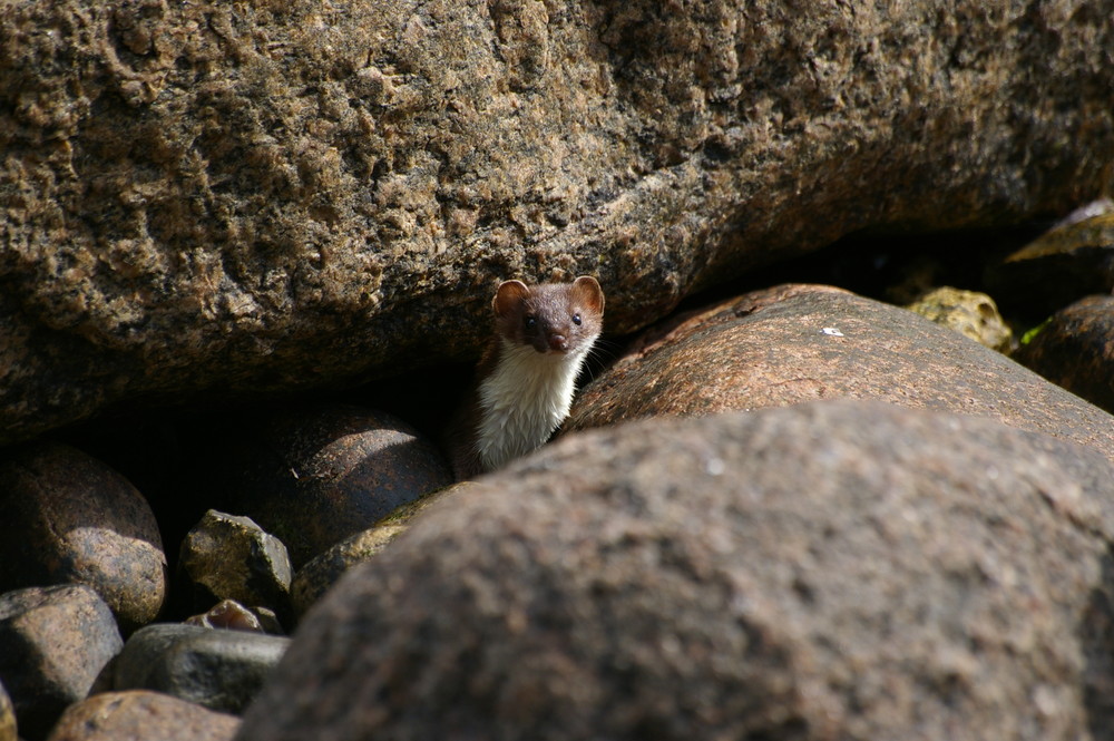 Catwiesel an der Ostsee